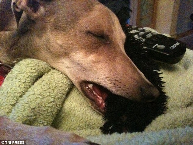 真心有點累 汪星人各種搞笑睡姿大合集