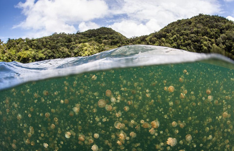 動物天堂！細數全球被動物“占領”的勝地