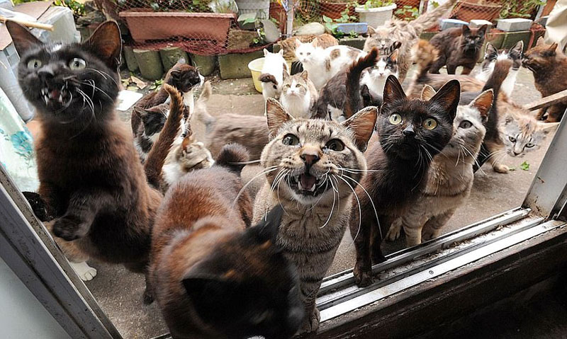 動物天堂！細數(shù)全球被動物“占領”的勝地