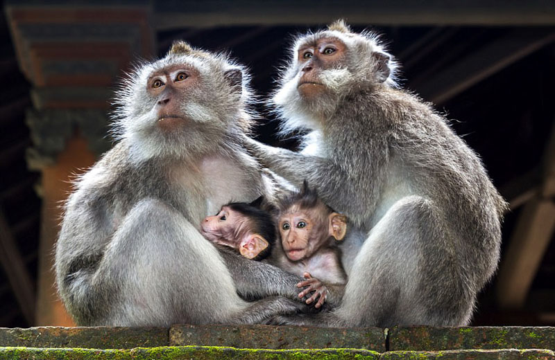 動物天堂！細數(shù)全球被動物“占領(lǐng)”的勝地