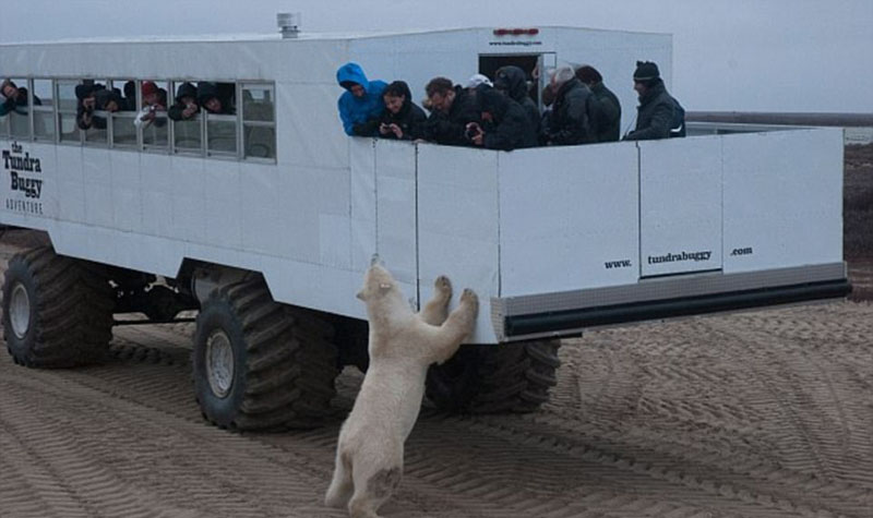 動物天堂！細數全球被動物“占領”的勝地