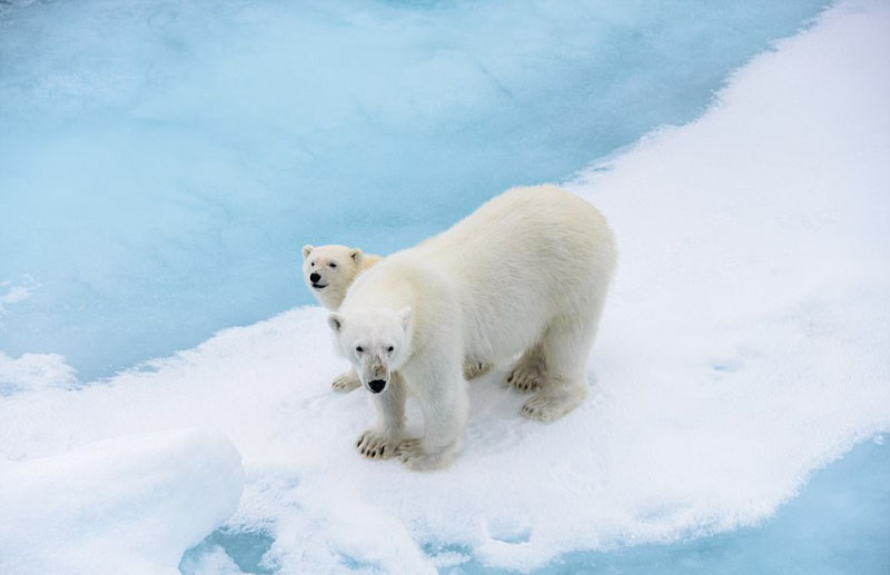 動物天堂！細數全球被動物“占領”的勝地