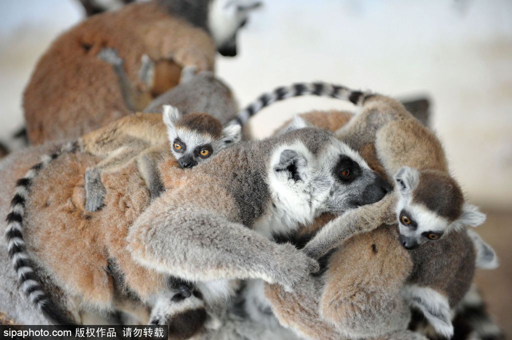 青島環尾狐猴添丁10口 個個呆萌可愛舔犢情深