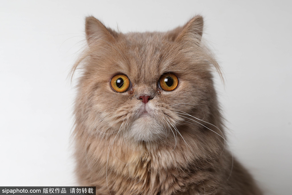 貓奴的天堂！愛爾蘭舉行至尊貓展 喵星人萌態(tài)百出呈現(xiàn)表情包