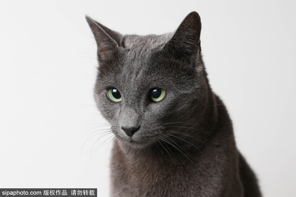 貓奴的天堂！愛爾蘭舉行至尊貓展 喵星人萌態百出呈現表情包