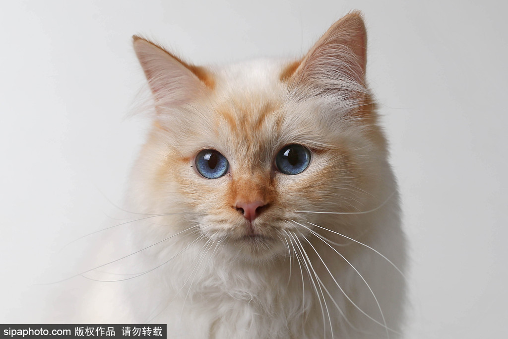 貓奴的天堂！愛爾蘭舉行至尊貓展 喵星人萌態百出呈現表情包