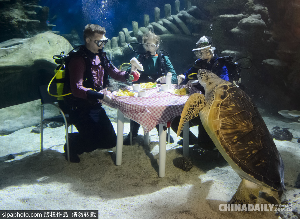 拼的就是創意 盤點水下世界趣聞不斷