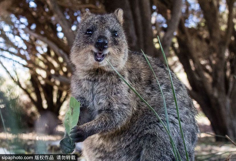 世界微笑日 看動物笑容中的“語言”