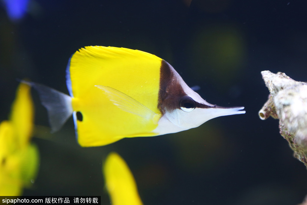 比比誰更萌！英國舉行寵物大賽 各式各樣歡樂有趣