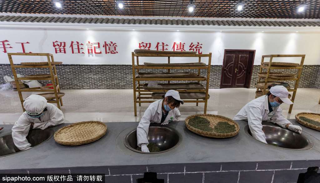 走近貴州遵義茶園 “蒼翠如海”