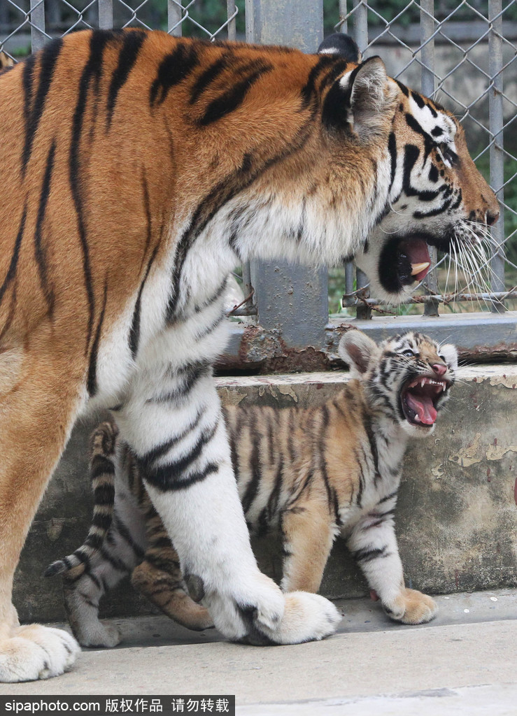 長(zhǎng)大后我將成為你 母親節(jié)盤(pán)點(diǎn)動(dòng)物界母子神同步