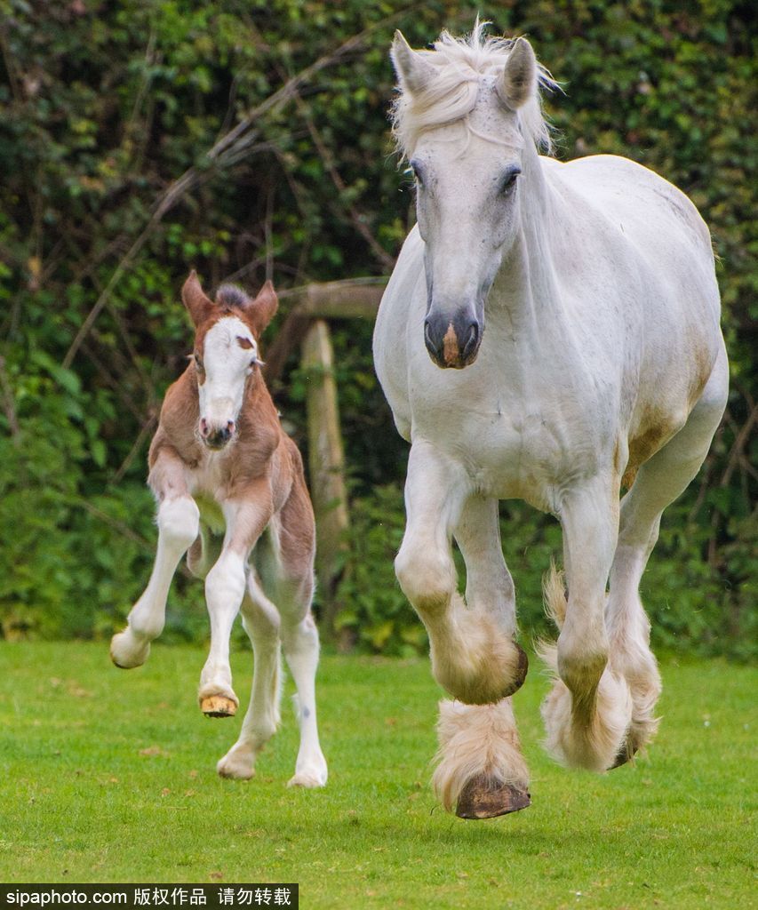 長大后我將成為你 母親節盤點動物界母子神同步