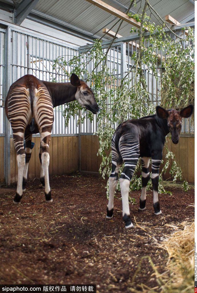 長(zhǎng)大后我將成為你 母親節(jié)盤(pán)點(diǎn)動(dòng)物界母子神同步