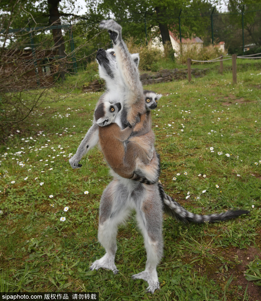 就是不撒手！環尾狐猴幼崽緊抱媽媽呆傻可愛