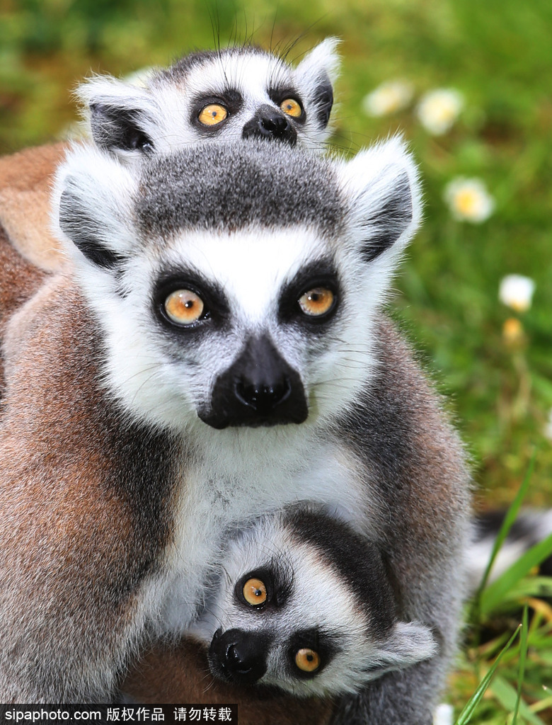 就是不撒手！環尾狐猴幼崽緊抱媽媽呆傻可愛