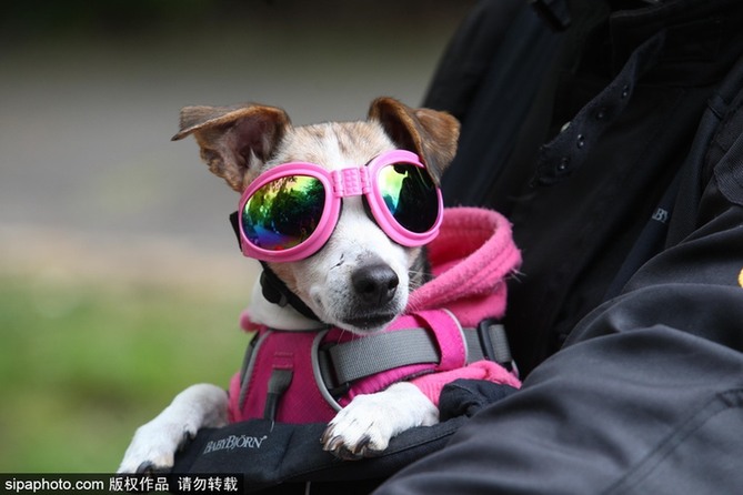 帶上汪星人去兜風 主人為愛犬打造摩托車安全背帶