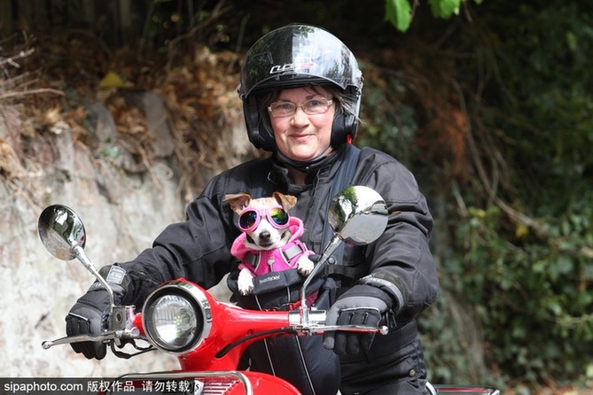 帶上汪星人去兜風 主人為愛犬打造摩托車安全背帶