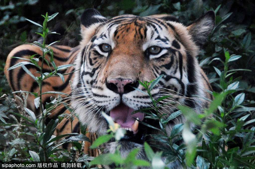 人與自然相處模式 印尼男子養老虎親密無間