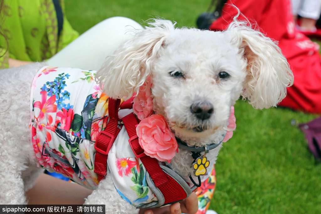 英國倫敦舉行“內(nèi)殿學(xué)院”狗狗展 超萌汪星人搞笑來襲