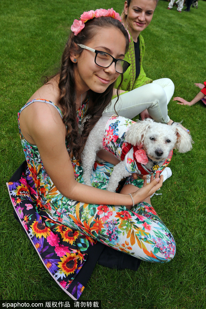 英國倫敦舉行“內殿學院”狗狗展 超萌汪星人搞笑來襲