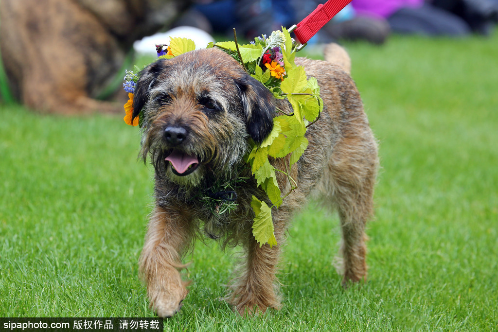 英國倫敦舉行“內(nèi)殿學(xué)院”狗狗展 超萌汪星人搞笑來襲