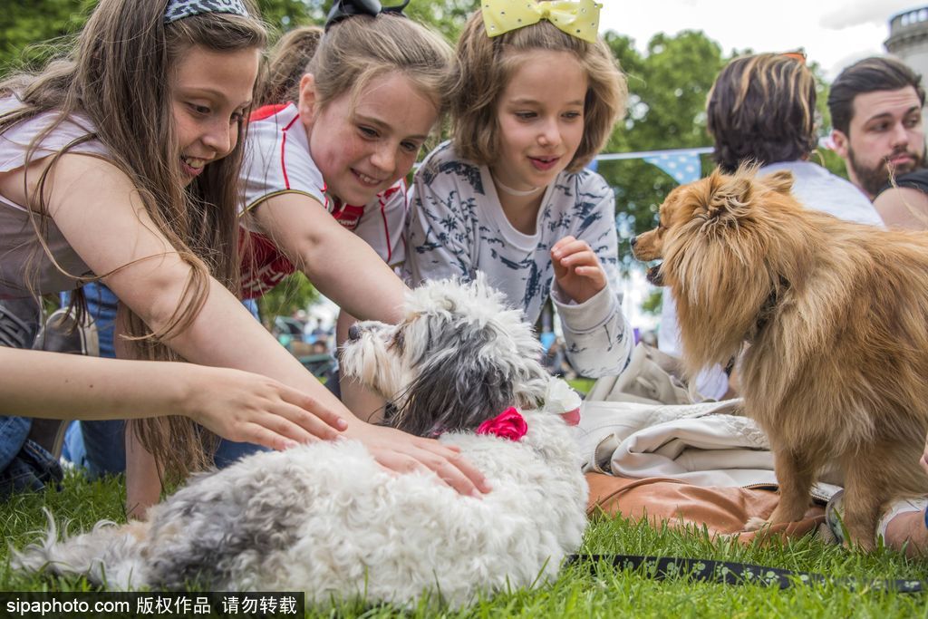 英國倫敦舉行“內殿學院”狗狗展 超萌汪星人搞笑來襲