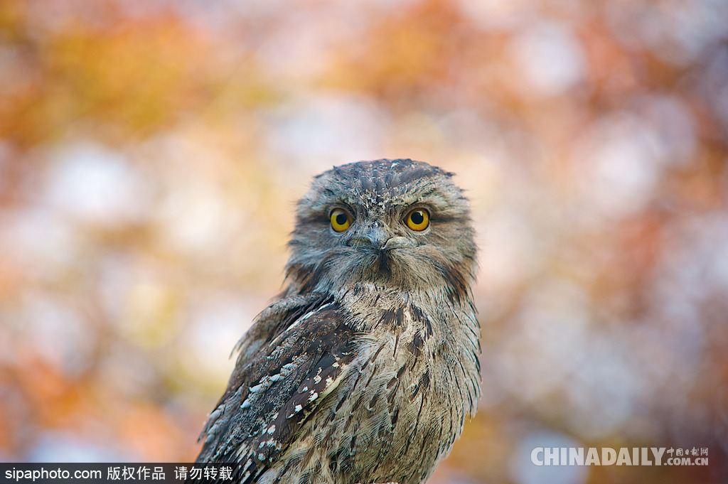 唯美如高清壁紙 攝影師實拍世界各地野生動物