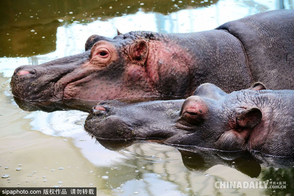 山東青島：實(shí)拍河馬刷牙 全程配合無(wú)比享受