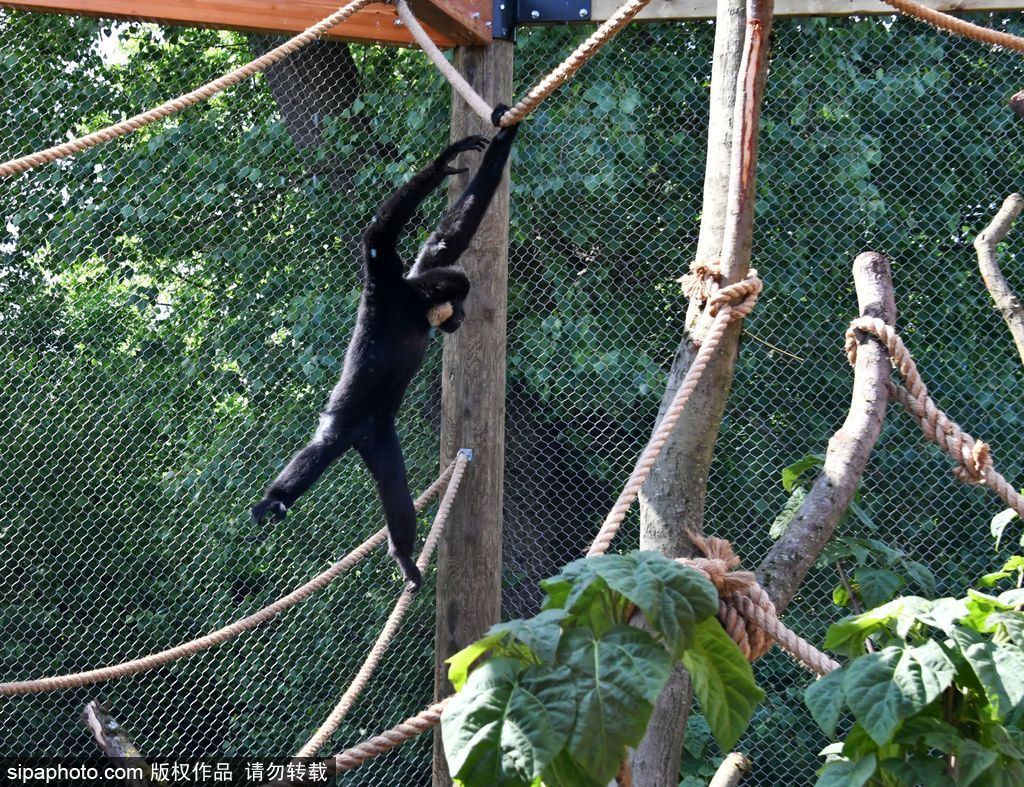 英國(guó)倫敦動(dòng)物園長(zhǎng)臂猿 “飛檐走壁”身手敏捷