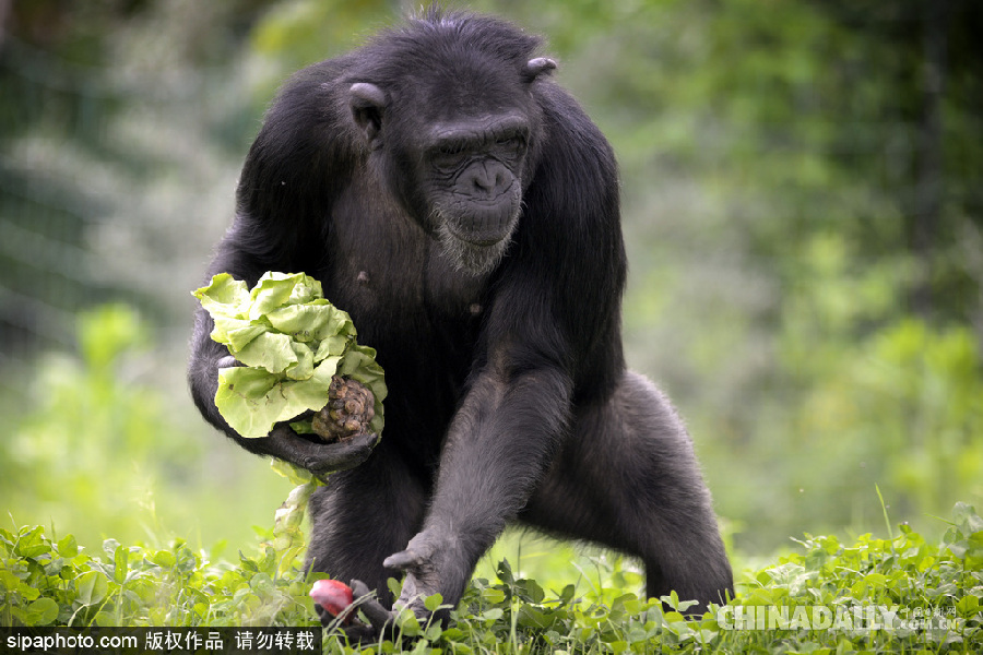 能耐了！捷克動物園黑猩猩直立行走采摘食物有模有樣