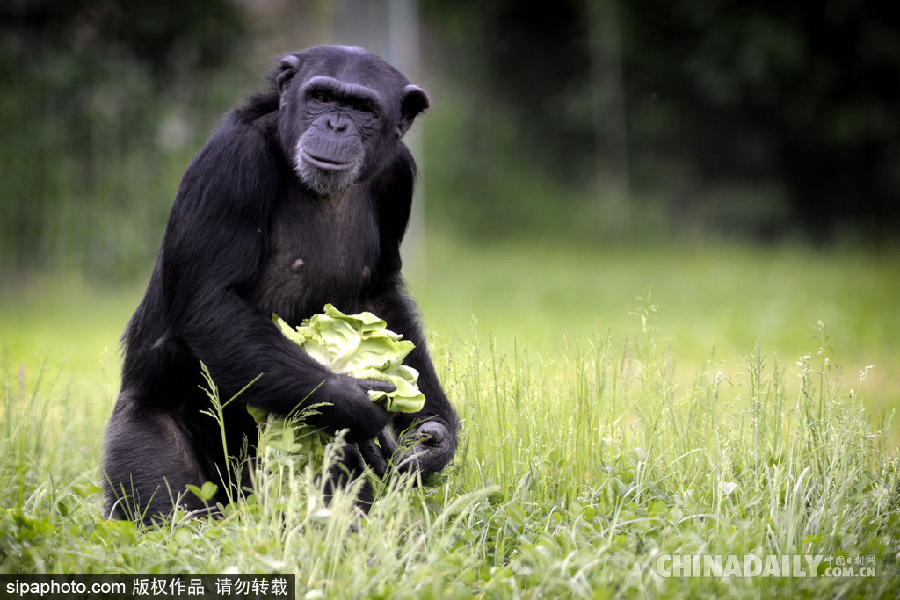 能耐了！捷克動物園黑猩猩直立行走采摘食物有模有樣