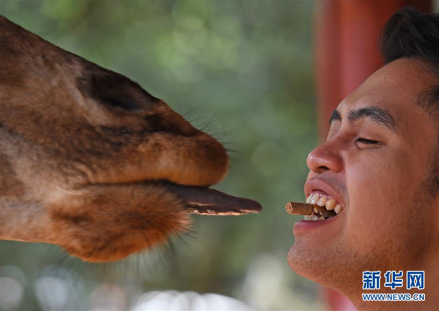 “親吻”長(zhǎng)頸鹿