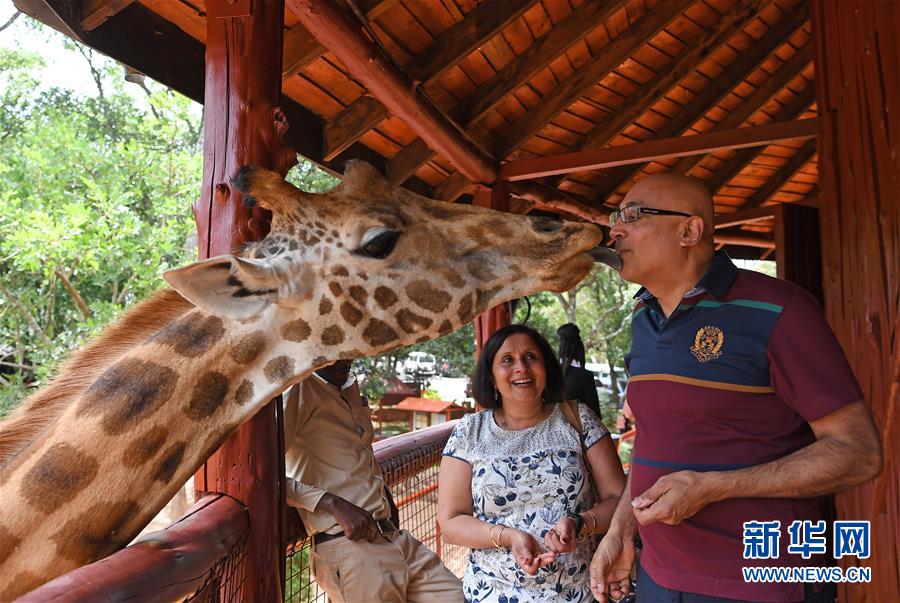 “親吻”長頸鹿