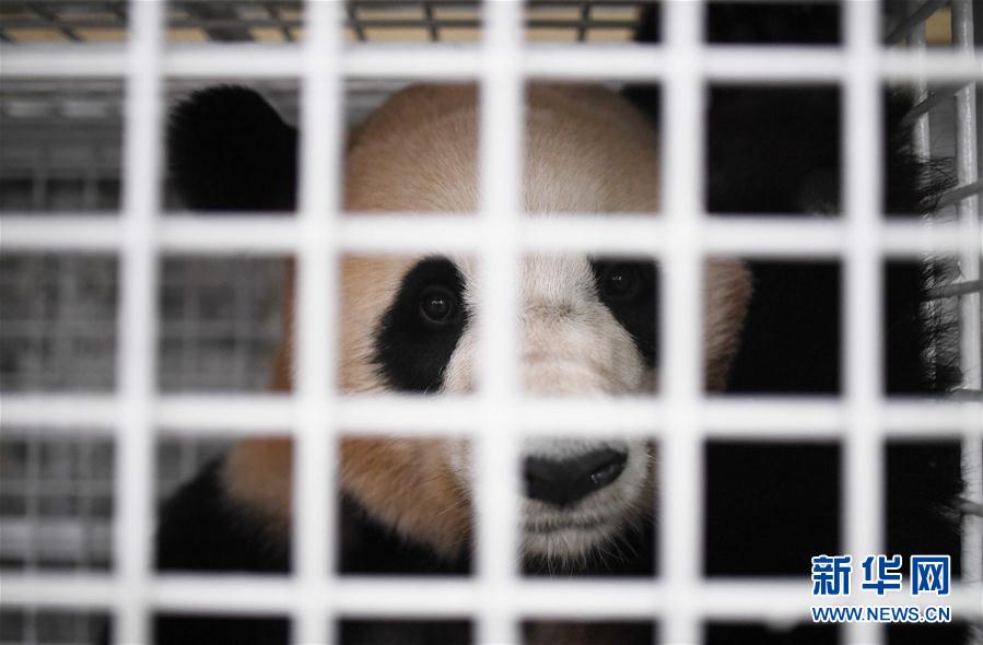 三只旅日大熊貓順利返回家鄉成都