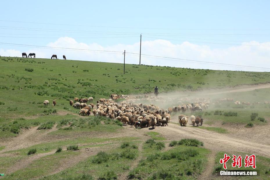 實拍伊犁牧民夏季轉(zhuǎn)場“大遷徙”