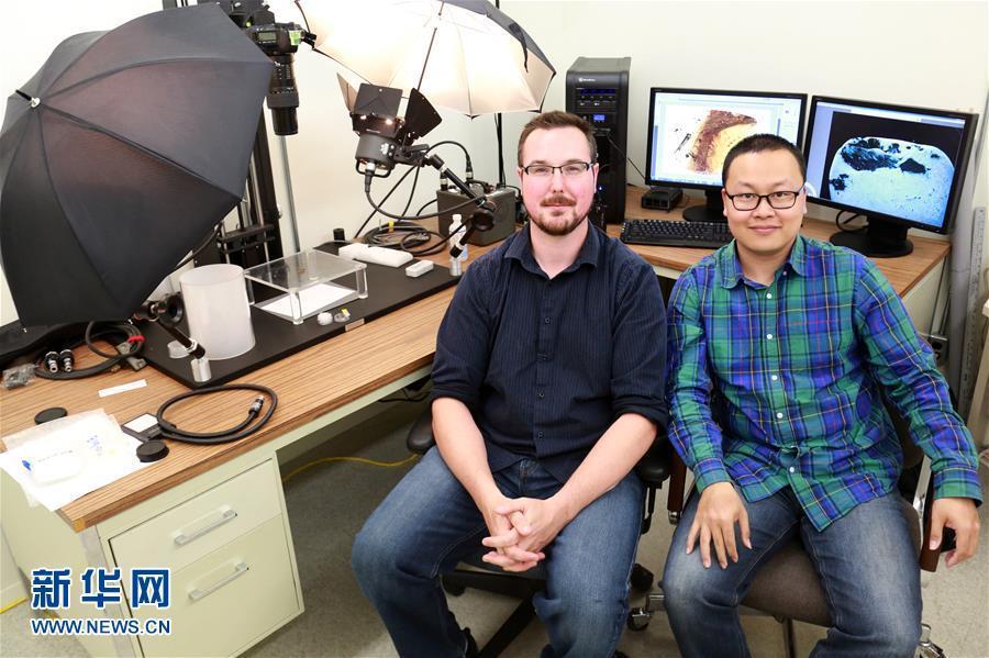 科學家首次在琥珀中發現雛鳥標本