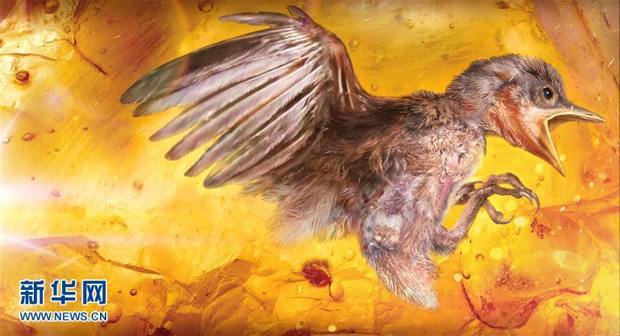科學家首次在琥珀中發現雛鳥標本