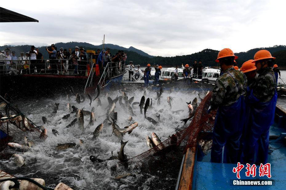浙江千島湖再現“巨網捕魚” 萬魚起躍堪稱盛景