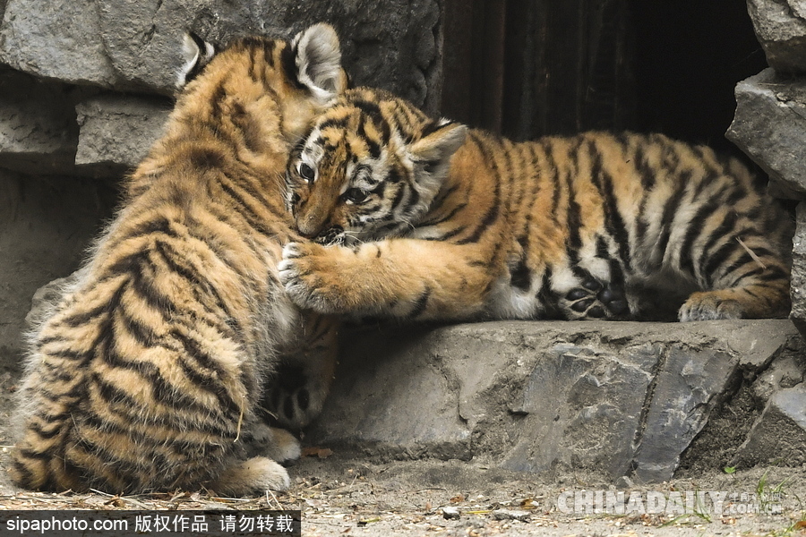 俄羅斯動物園里的西伯利亞虎幼崽 小家伙虎頭虎腦超呆萌