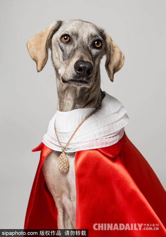 網(wǎng)紅范十足 盤點(diǎn)動(dòng)物界選手“人模人樣”