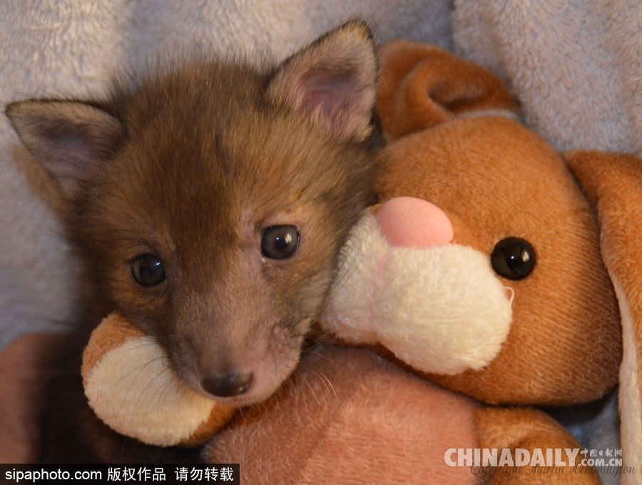 網(wǎng)紅范十足 盤點動物界選手“人模人樣”