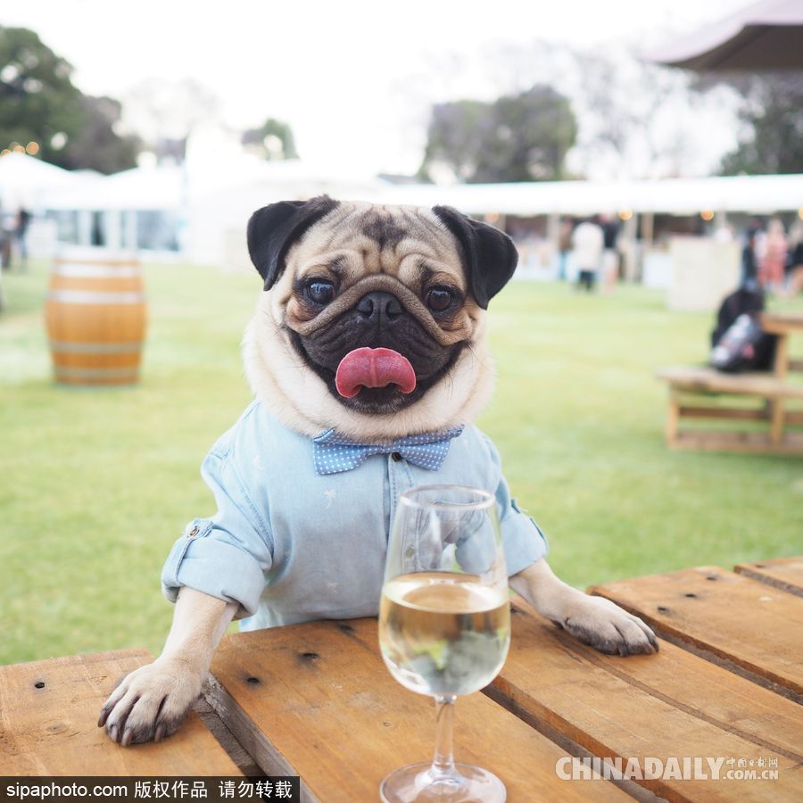 網紅范十足 盤點動物界選手“人模人樣”