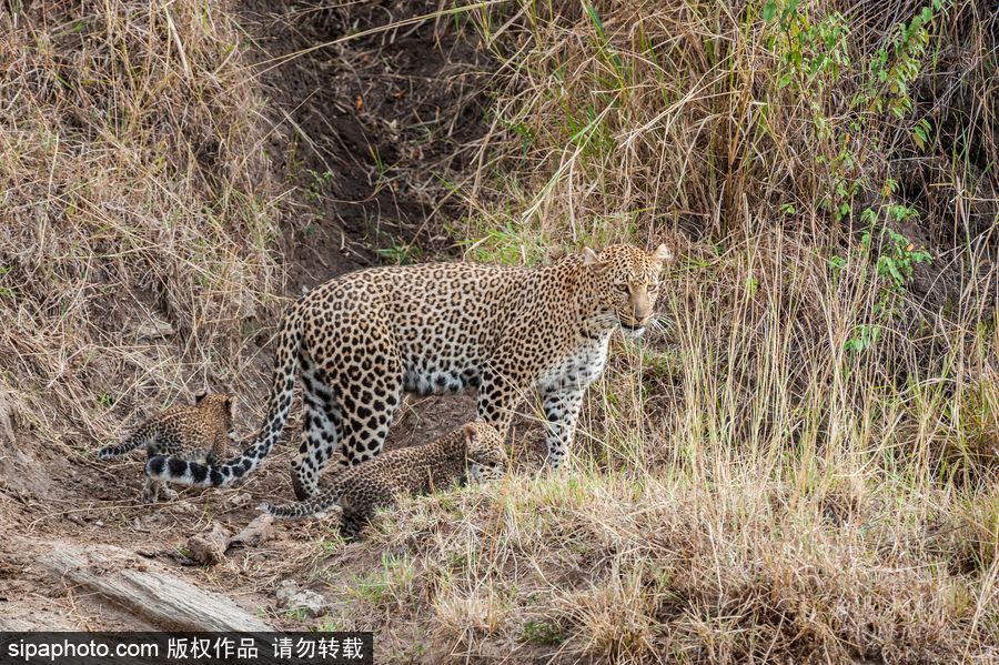 肯尼亞：小豹子與媽媽外出散步呆萌可愛(ài)