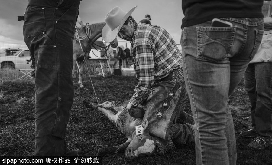 走進牛仔之鄉加拿大亞伯達 喚醒你心底沉睡的野馬