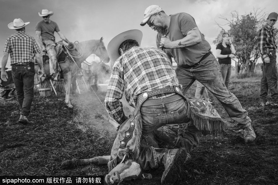 走進牛仔之鄉加拿大亞伯達 喚醒你心底沉睡的野馬