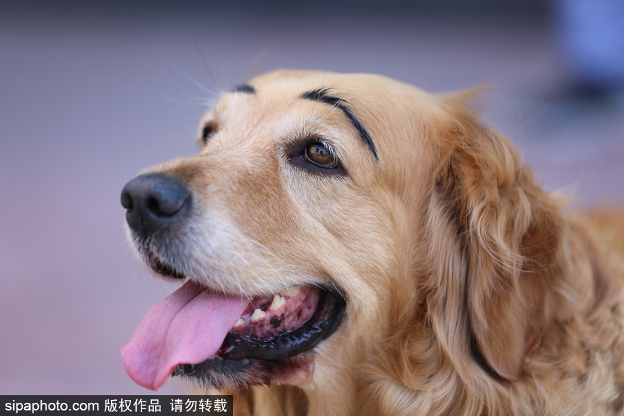 太拉風！沈陽一金毛犬被紋眉 酷似蠟筆小新