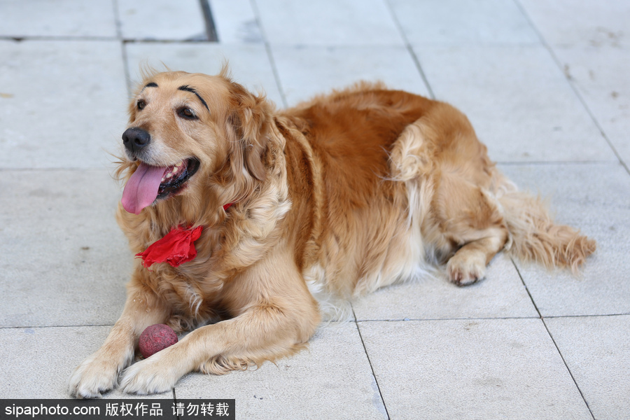 太拉風！沈陽一金毛犬被紋眉 酷似蠟筆小新