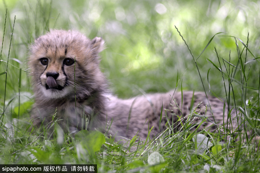捷克動物園內小獵豹首次隨媽媽外出 軟萌可愛