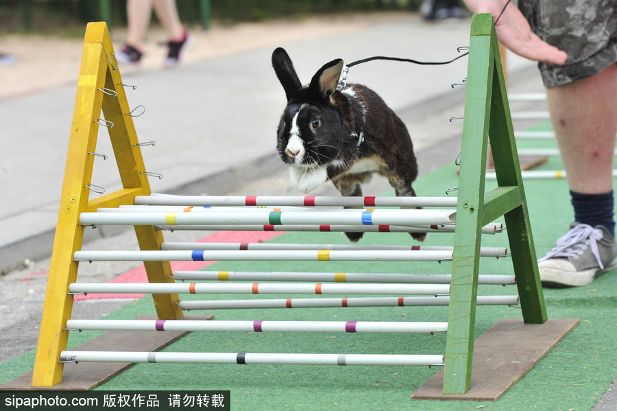 萌殺你的兔子！看德國“Kaninhop兔子障礙賽”上的運(yùn)動健兒們