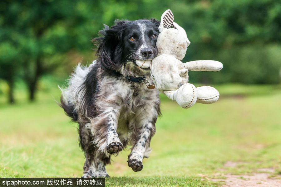 人類最好的朋友 英國年度狗狗攝影師獲獎作品